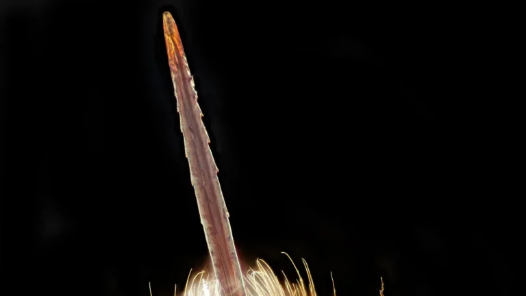 Macro photo of a honey bee's barbed stinger, its backward-pointing barbs lit against a black background