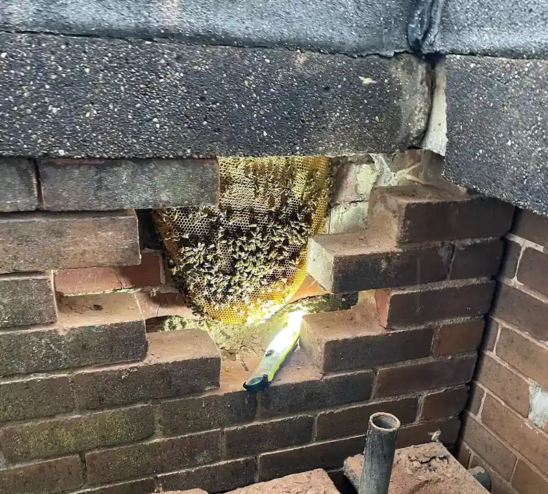 Honey bees covering wax comb inside a brick wall cavity opened during a colony removal