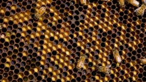 Honey bees walking on comb packed with cells of stored pollen in shades of yellow, orange and gray