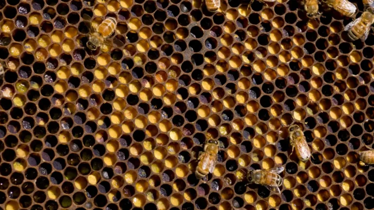 Honey bees walking on comb packed with cells of stored pollen in shades of yellow, orange and gray
