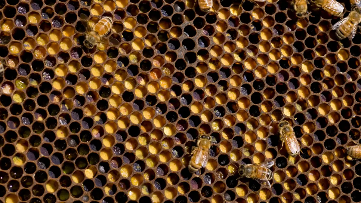 Honey bees walking on comb packed with cells of stored pollen in shades of yellow, orange and gray