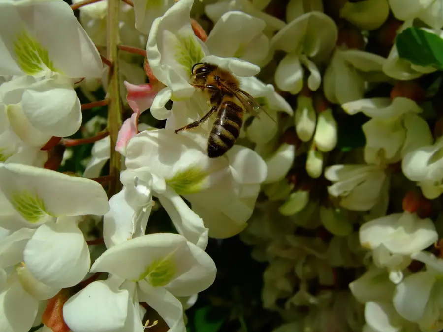 Honey bee foraging on a hanging cluster of white, pea-like black locust blossoms in late spring