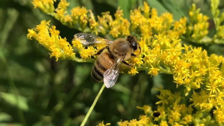 Honey bee gathering nectar from a spray of yellow goldenrod flowers along a Virginia path in mid-September