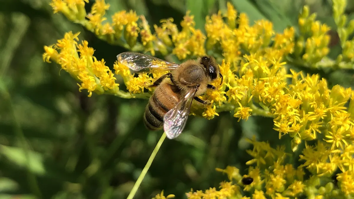 Honey bee gathering nectar from a spray of yellow goldenrod flowers along a Virginia path in mid-September
