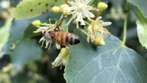 Honey bee gathering nectar from a cluster of pale yellow linden (basswood) flowers among green heart-shaped leaves