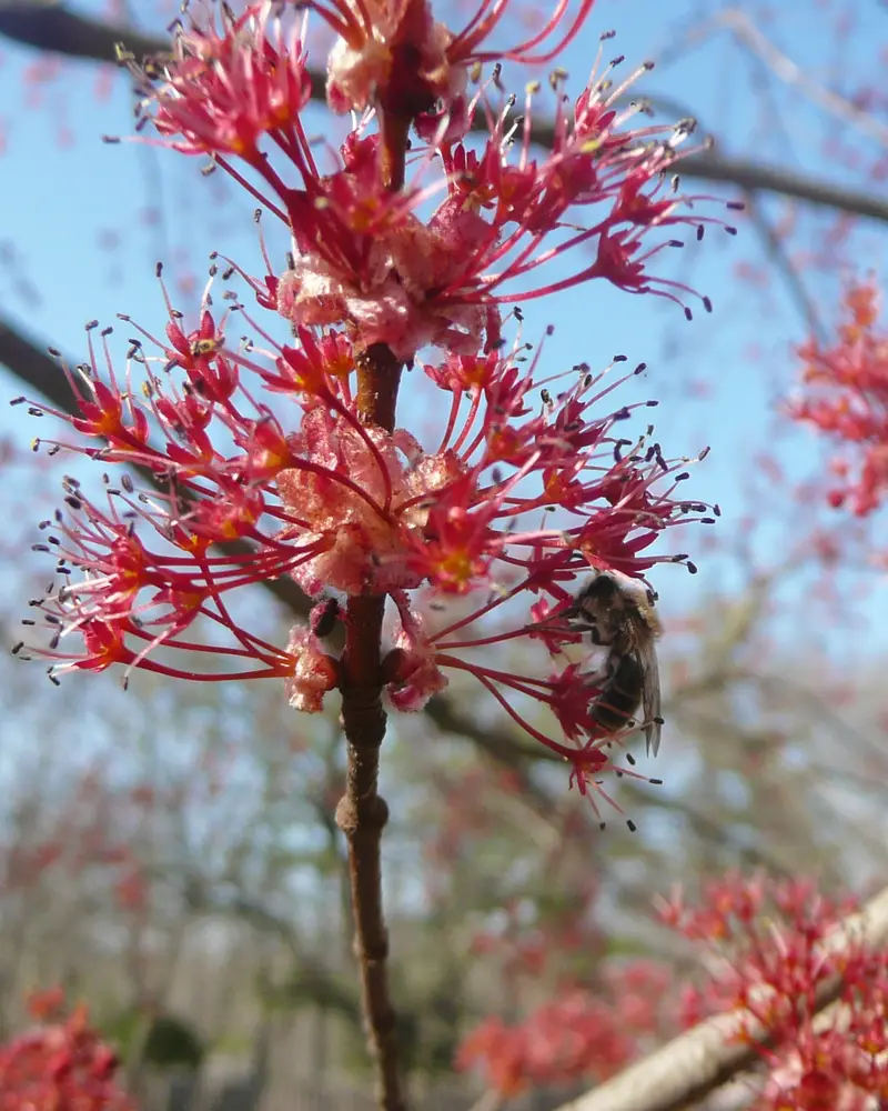 Honey bee working a cluster of bright red maple flowers on a bare twig in early spring, before the leaves open