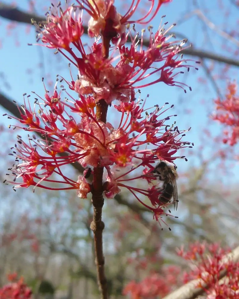 Honey bee foraging on red maple flowers on a bare twig in early April, one of the first spring pollen sources