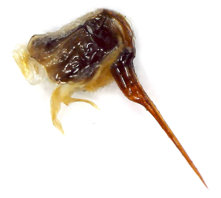 Magnified honey bee sting apparatus torn from the bee after a sting, showing the barbed shaft and the tissue attached to it