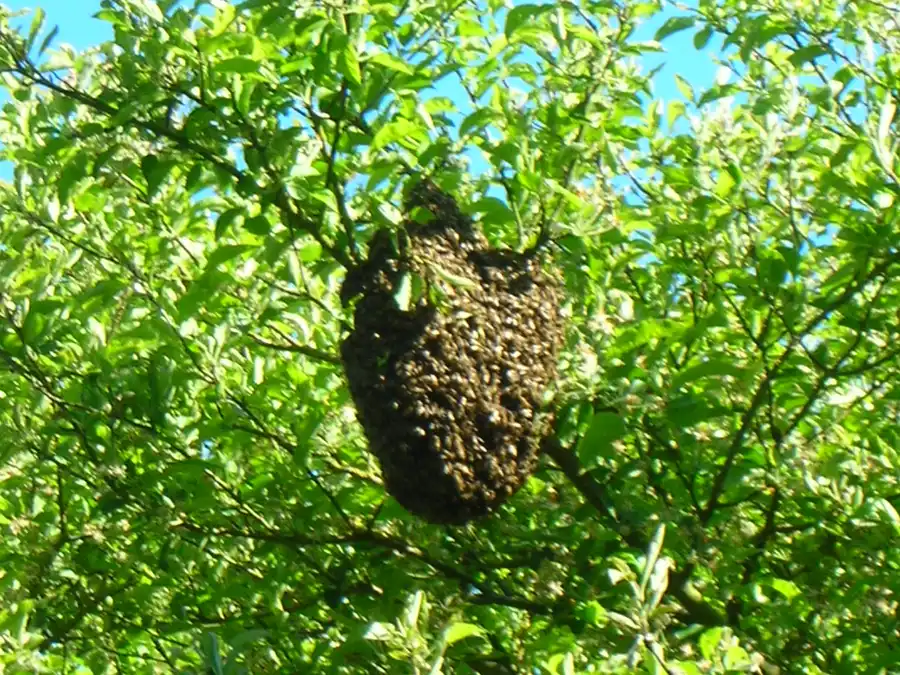 Cluster of honey bees hanging in a swarm from a leafy tree branch against a blue sky