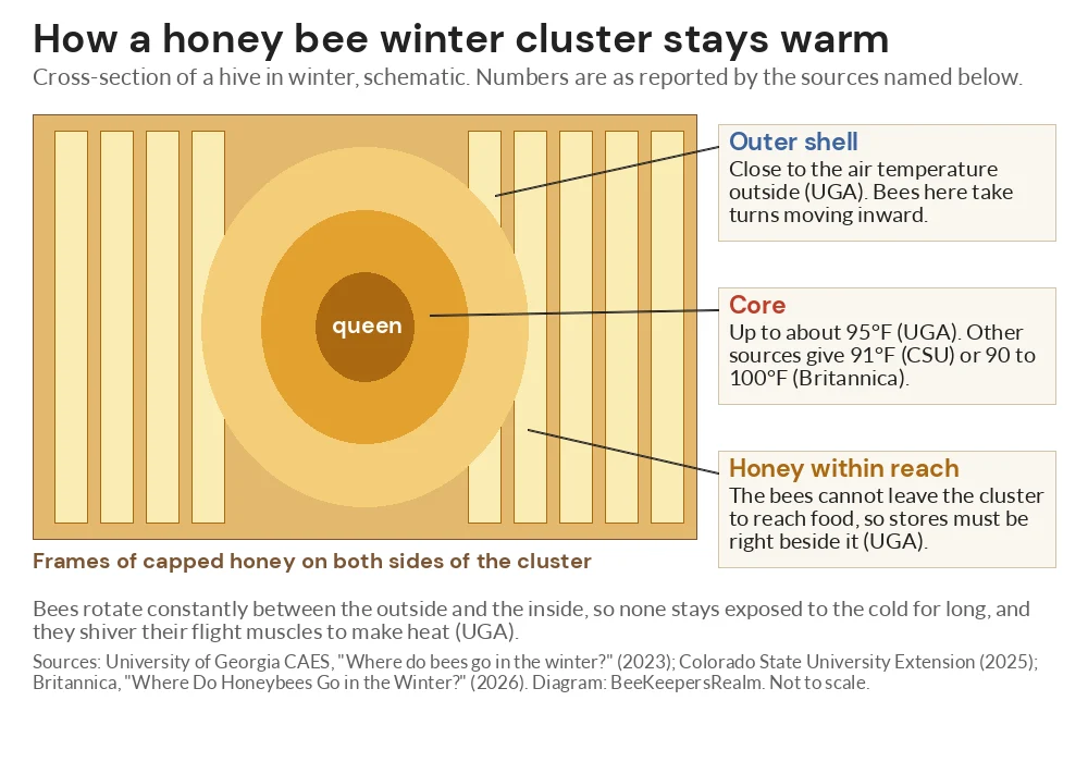 Cross-section diagram of a honey bee winter cluster with a warm core, a cooler outer shell and honey frames on both sides