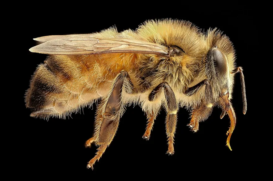 Side view of a worker honey bee with amber-brown fur, banded abdomen and clear wings against a black background
