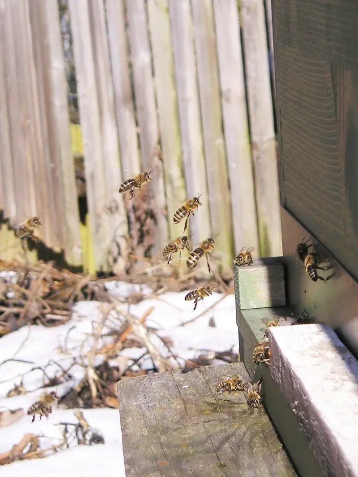 Honey bees flying out of a hive entrance over patches of snow on a sunny late-winter day for a cleansing flight