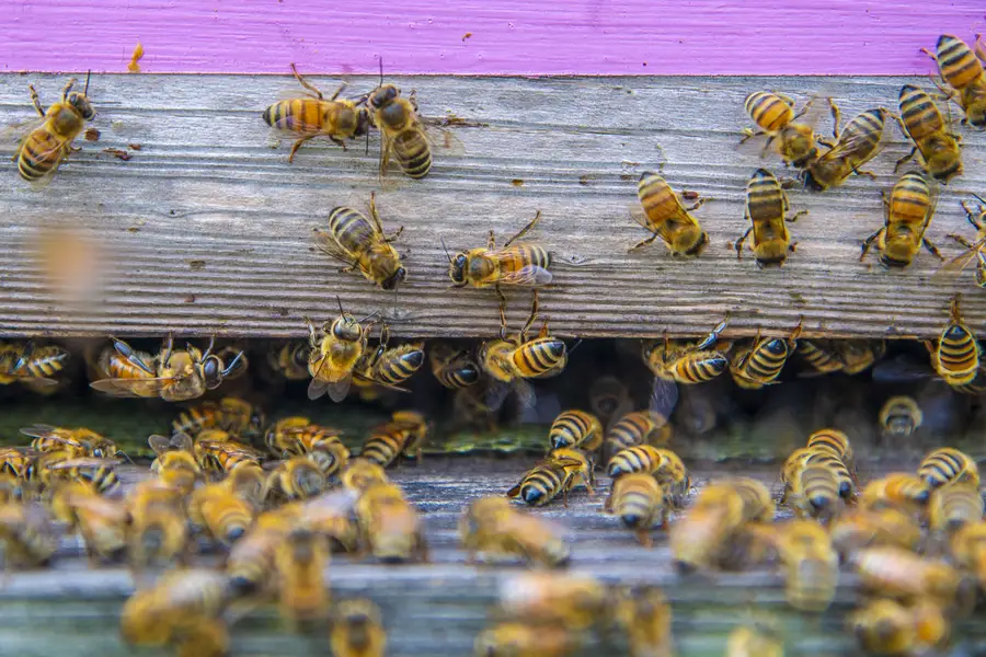 Honey bees crowding the entrance of a painted wooden beehive at an urban farm in Brooklyn, New York