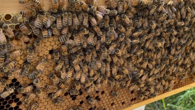 Worker honey bees covering a Langstroth frame of capped brood, where oxalic acid cannot reach mites under cappings