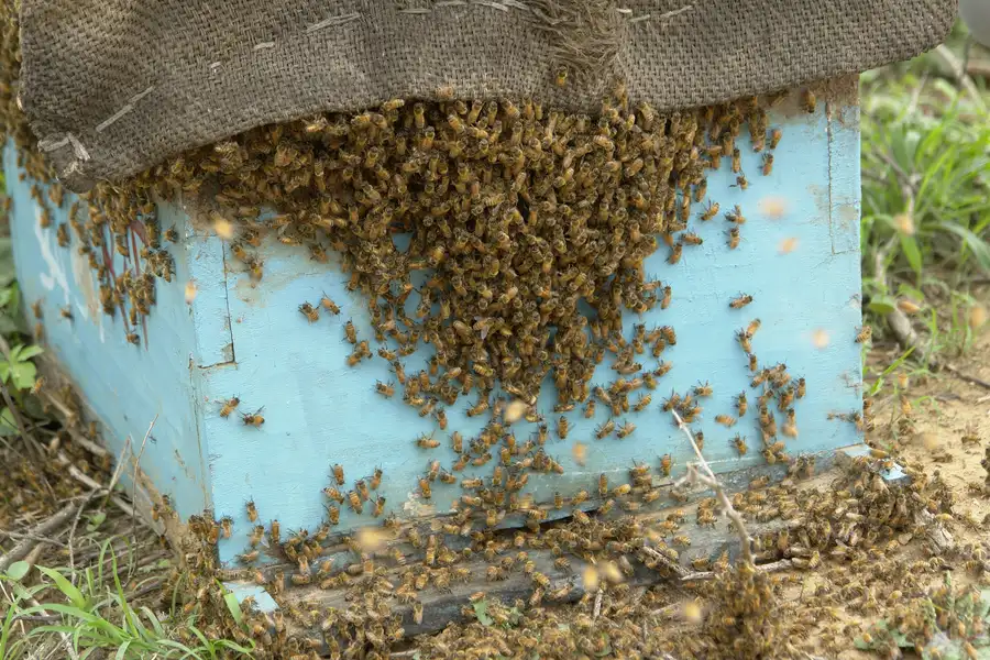 Honey bees clustering over the front of a blue wooden hive box in Morena district, Madhya Pradesh, India