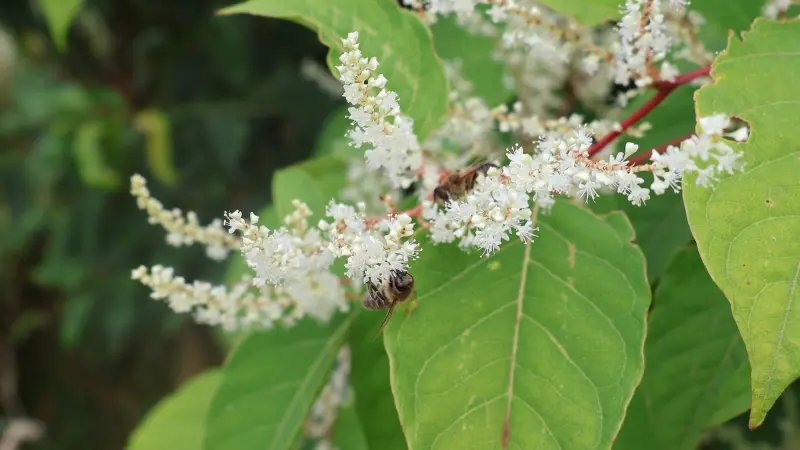 Two honey bees collecting nectar from sprays of small white Japanese knotweed flowers in early September