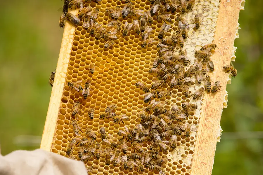 Beekeeper hand holding a wooden frame of honeycomb with capped and open cells and honey bees on it