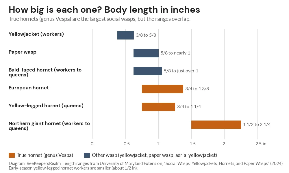 Bar chart of body length in inches for yellowjackets, paper wasps, bald-faced, European, yellow-legged and giant hornets