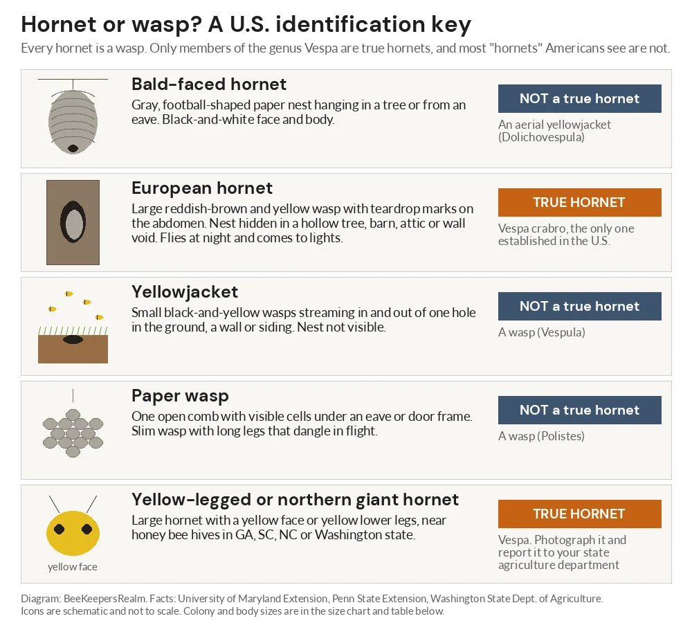 Identification key for five U.S. finds: bald-faced hornet, European hornet, yellowjacket, paper wasp and giant hornets