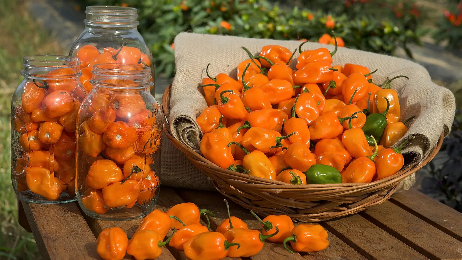 Orange habanero peppers heaped in a wicker basket beside two glass jars of habaneros on a wooden bench