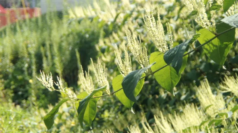 Japanese knotweed in late-summer bloom, with sprays of tiny cream-white flowers above broad heart-shaped leaves