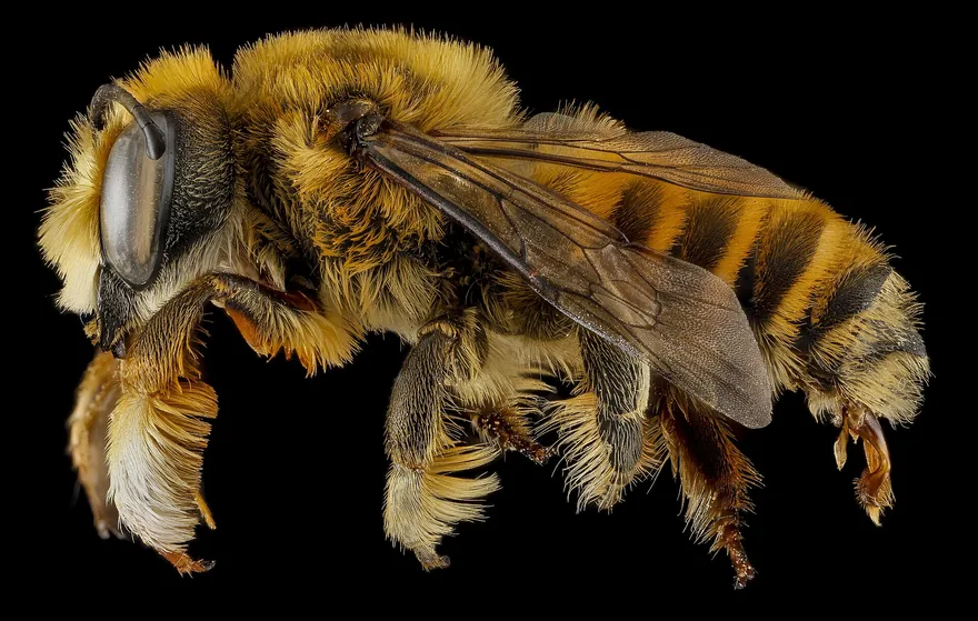 Stout leafcutter bee side view with golden hair, pale abdominal bands and a hairy belly brush for carrying pollen