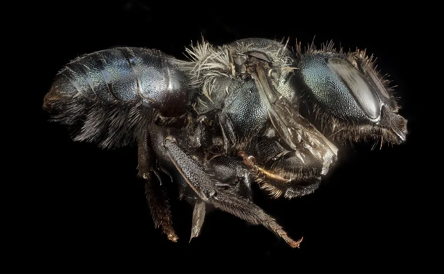 Dark metallic blue mason bee seen from the side, with a stout body and short hairs on a black background