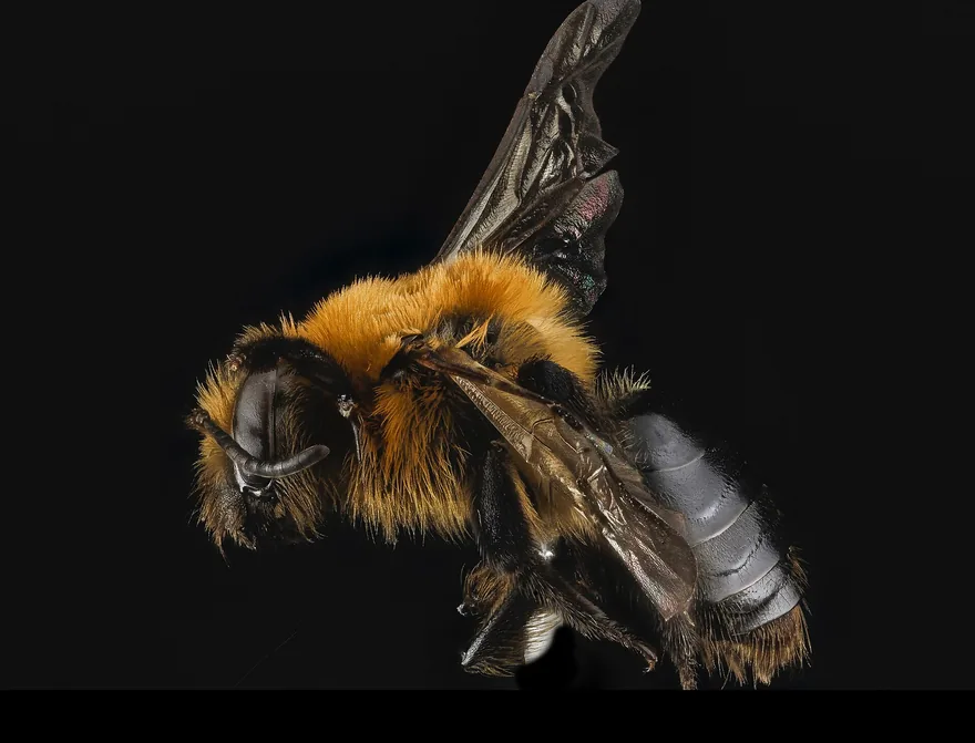 Female mining bee seen from the side with orange-brown fur on the thorax and a dark, bare-looking abdomen, wings raised