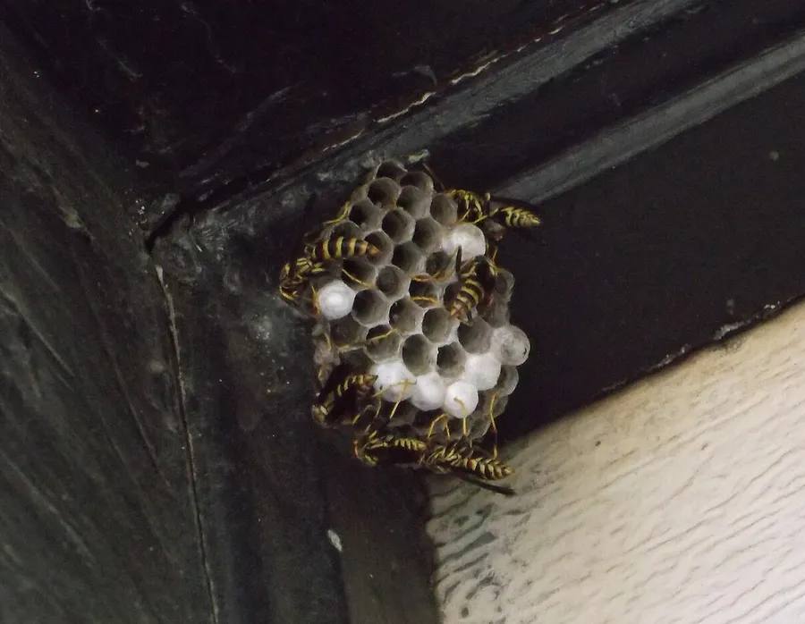 Open paper wasp comb with white capped cells under a door frame, with several wasps on the nest