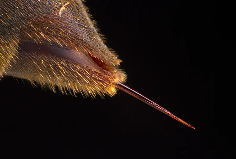 High-magnification photo of a paper wasp's slender, smooth-looking stinger extending from its abdomen