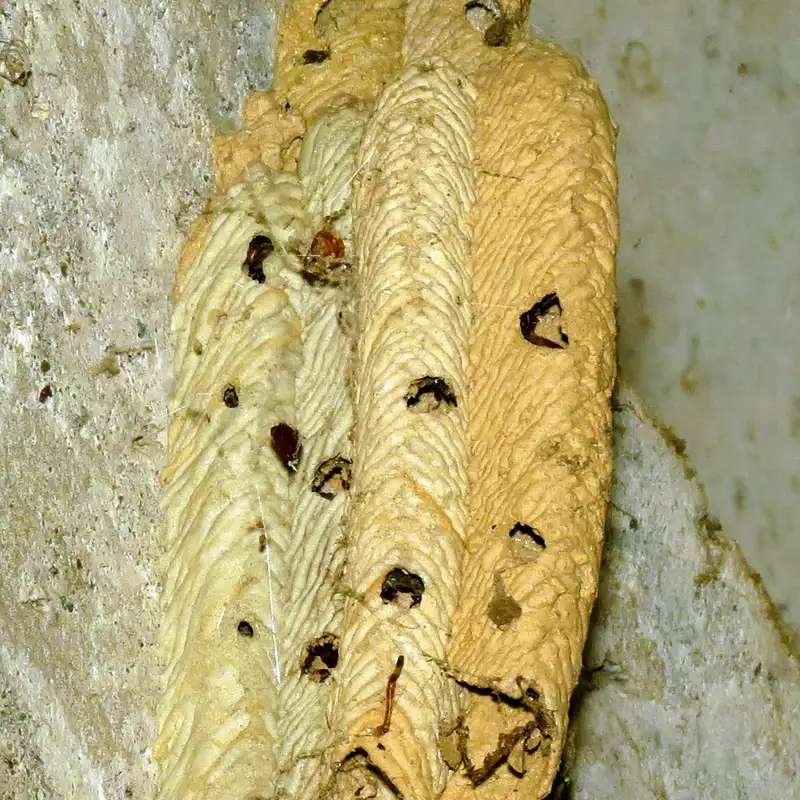 Pipe organ mud dauber nest of several parallel mud tubes on a concrete wall, with exit holes