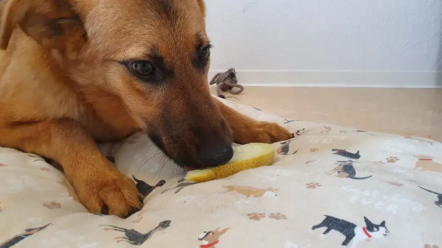 Nine-month-old puppy lying on a dog bed and licking a slice of melon held between its front paws