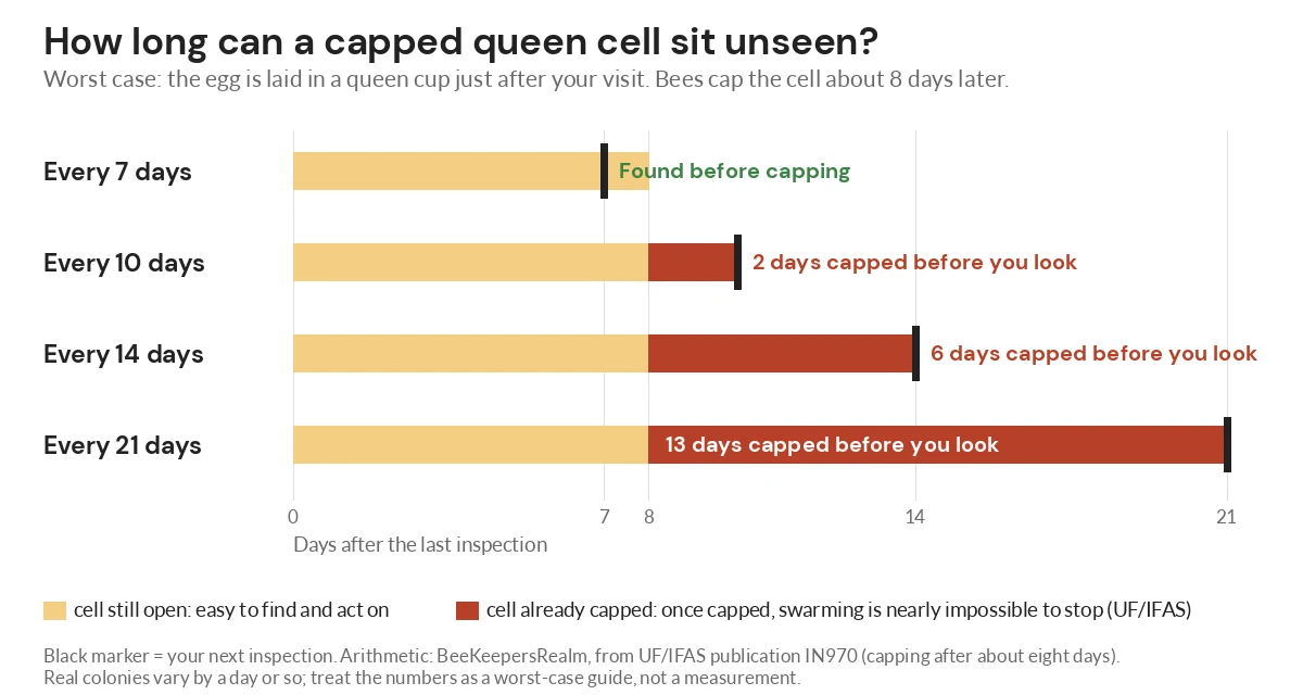Bar chart showing how many days a capped queen cell can sit unseen at 7, 10, 14 and 21 day inspection intervals