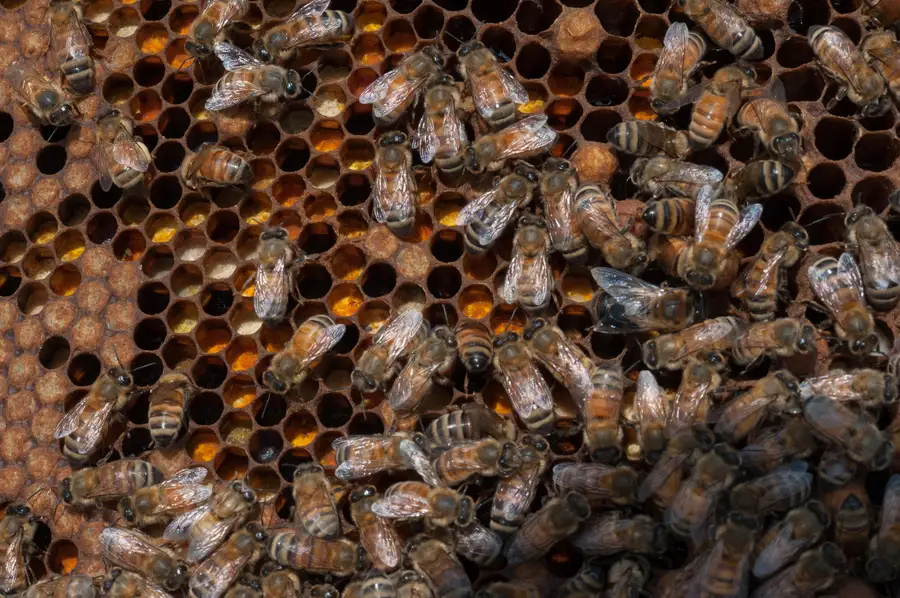 Honey bees on brood comb from a hive in the rooftop apiary of the USDA headquarters in Washington, D.C.
