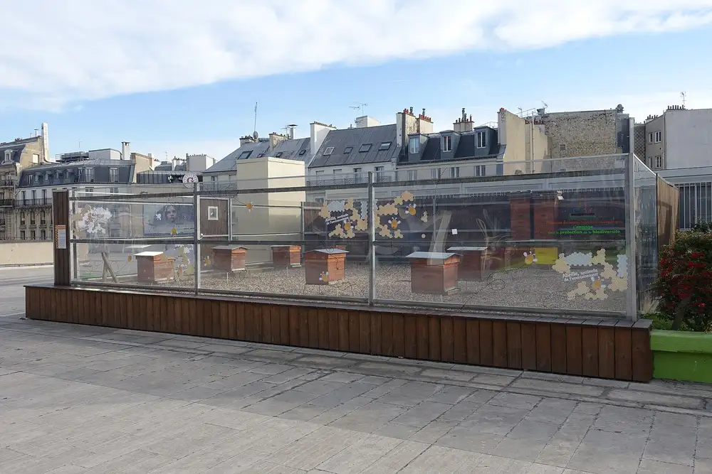 Wooden beehives on a Paris roof behind a clear glass windscreen with a wooden bench along the base