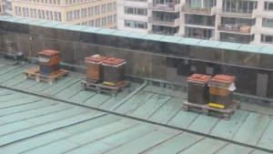 Five wooden beehives on pallets on a green copper rooftop beside a stone parapet at Berlin Cathedral
