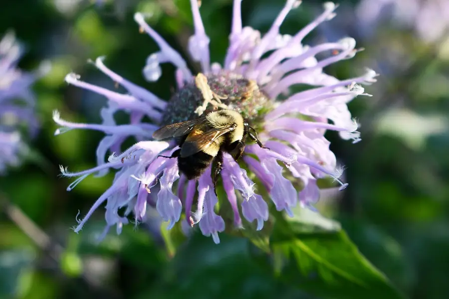 Rusty patched bumble bee feeding on a pink bergamot flower, with a rusty patch of hair on the second abdominal segment