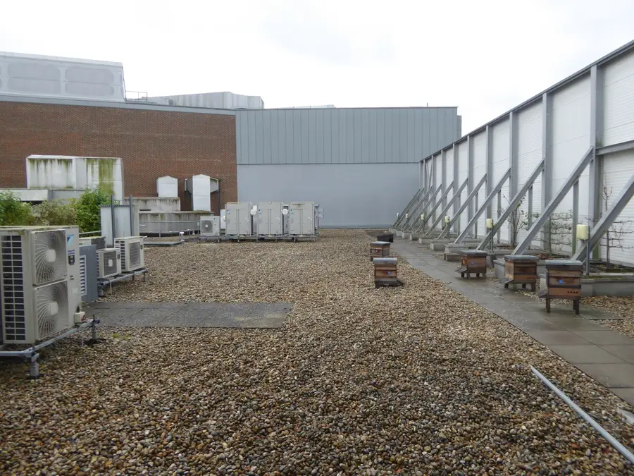Single wooden beehives on individual low stands in a row along a gravel city roof beside a gray wall and rooftop air units
