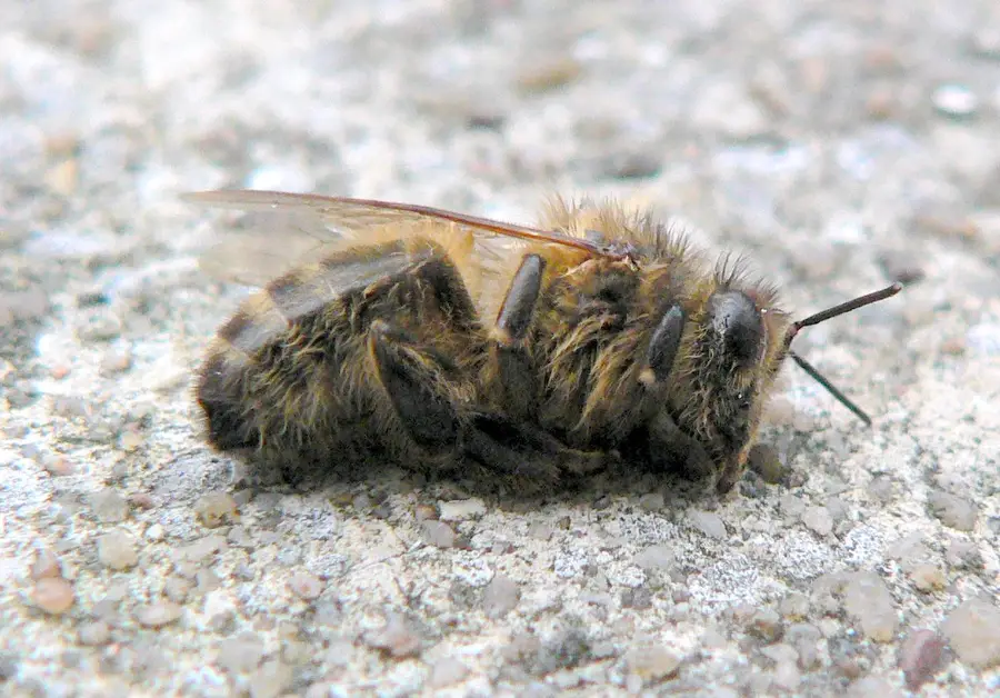 Single dead honey bee lying on its side on pale ground in winter with its wings folded and legs curled