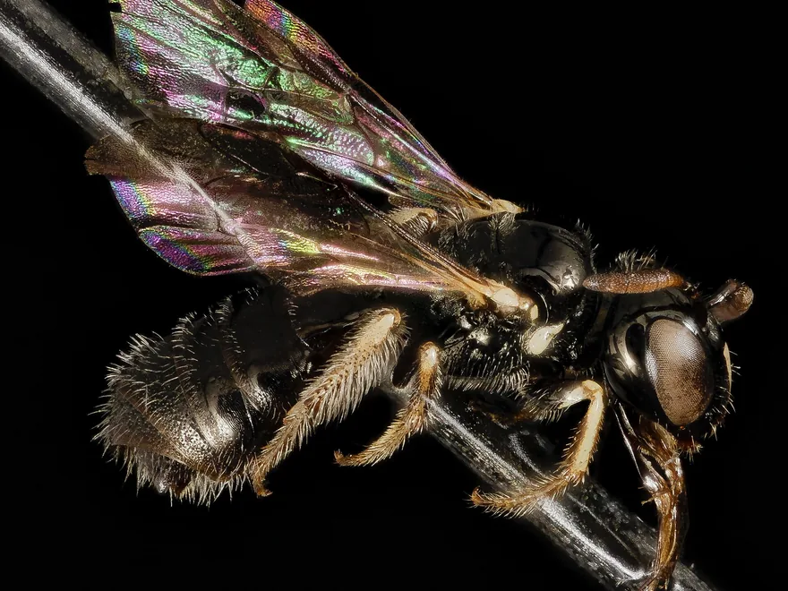 Small carpenter bee on a thin stem, shiny dark body with sparse hair and iridescent wings against a black background