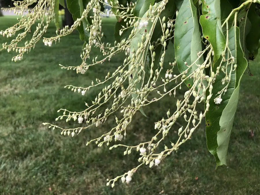 Drooping sprays of small white bell-shaped sourwood flowers hanging from a branch above a lawn in mid-July