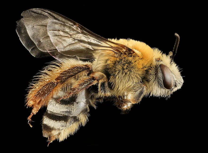 Female squash bee side view with tan fur on the thorax, a banded abdomen and pollen-collecting hairs on the hind leg