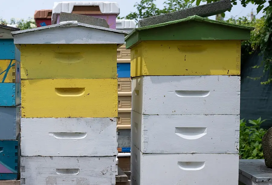 Two stacks of white, yellow and green painted Langstroth boxes on hive stands in a Baltimore community garden apiary