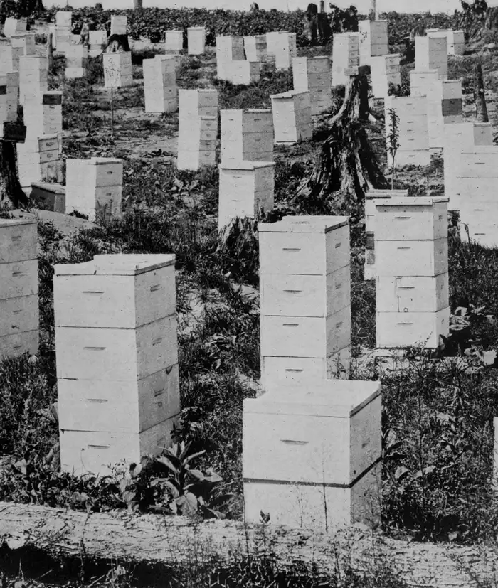 Black-and-white 1912 photo of tall stacks of white Langstroth hive boxes in a stump-filled apiary