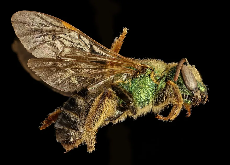 Green sweat bee with a metallic green thorax and a dark banded abdomen, seen from the side on a black background