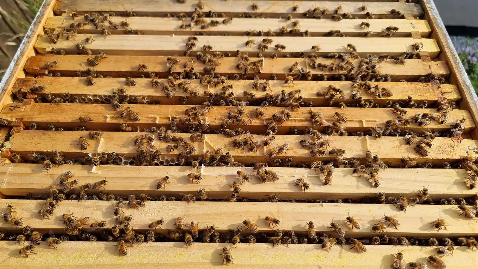 Open 10-frame Langstroth hive seen from above, with ten wooden frames and Italian honey bees on the top bars
