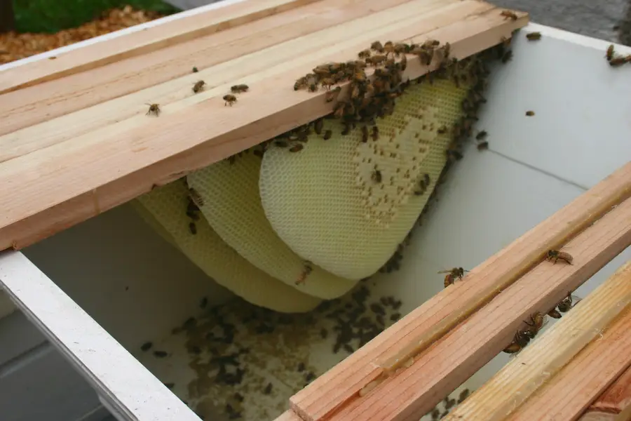 Open top-bar hive showing pale new wax combs hanging freely from wooden bars with honey bees on the bars