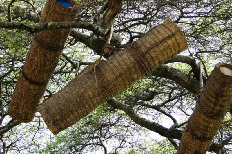 Cylindrical traditional beehives woven from plant material and hung in the branches of a tree in Konso, Ethiopia
