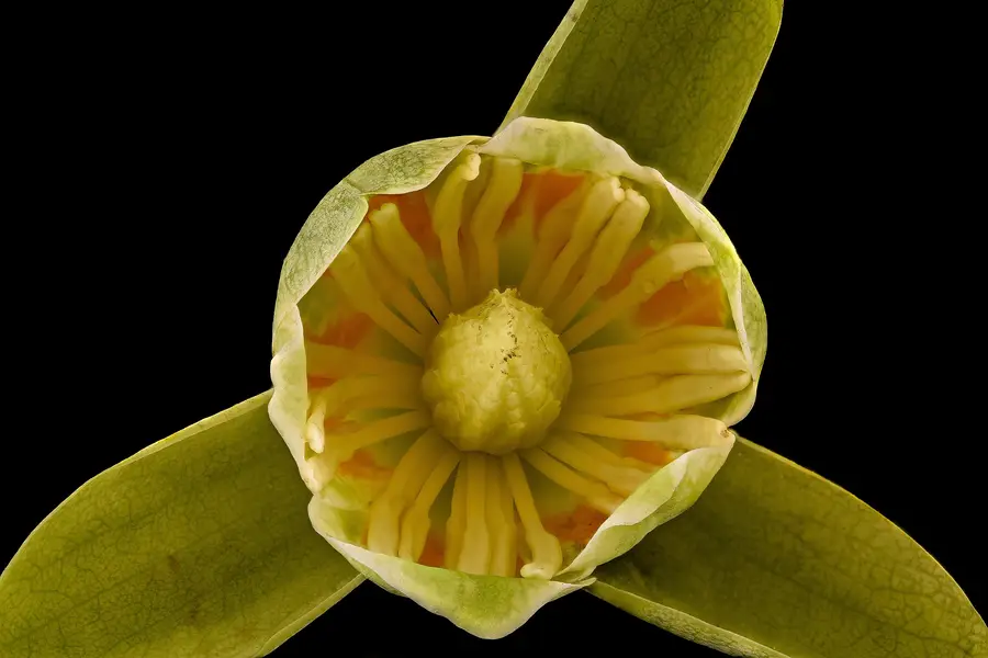 Close-up of an open tuliptree flower with green-yellow petals, an orange band and a central cone of stamens