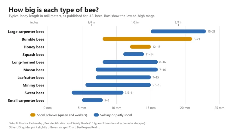 Bar chart of size ranges in millimeters for ten types of bees, from small carpenter bees to large carpenter bees